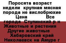 Поросята возраст 4 недели, крупная мясная порода(не вислобрюхие ) › Цена ­ 4 000 - Все города, Ступинский р-н Животные и растения » Другие животные   . Хабаровский край,Николаевск-на-Амуре г.